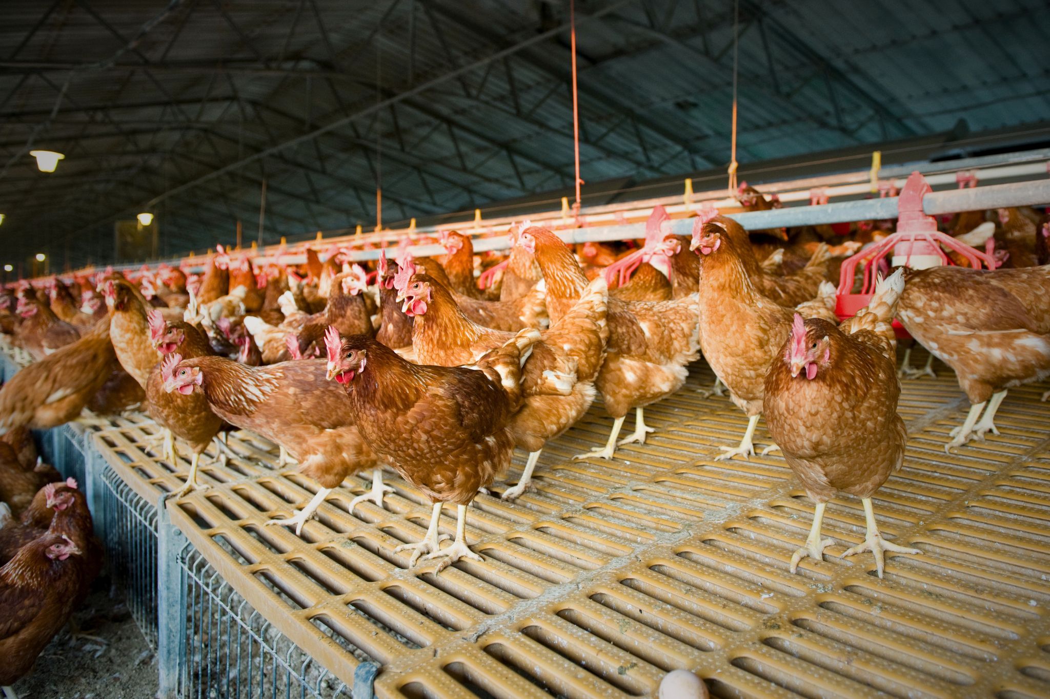 Poultry